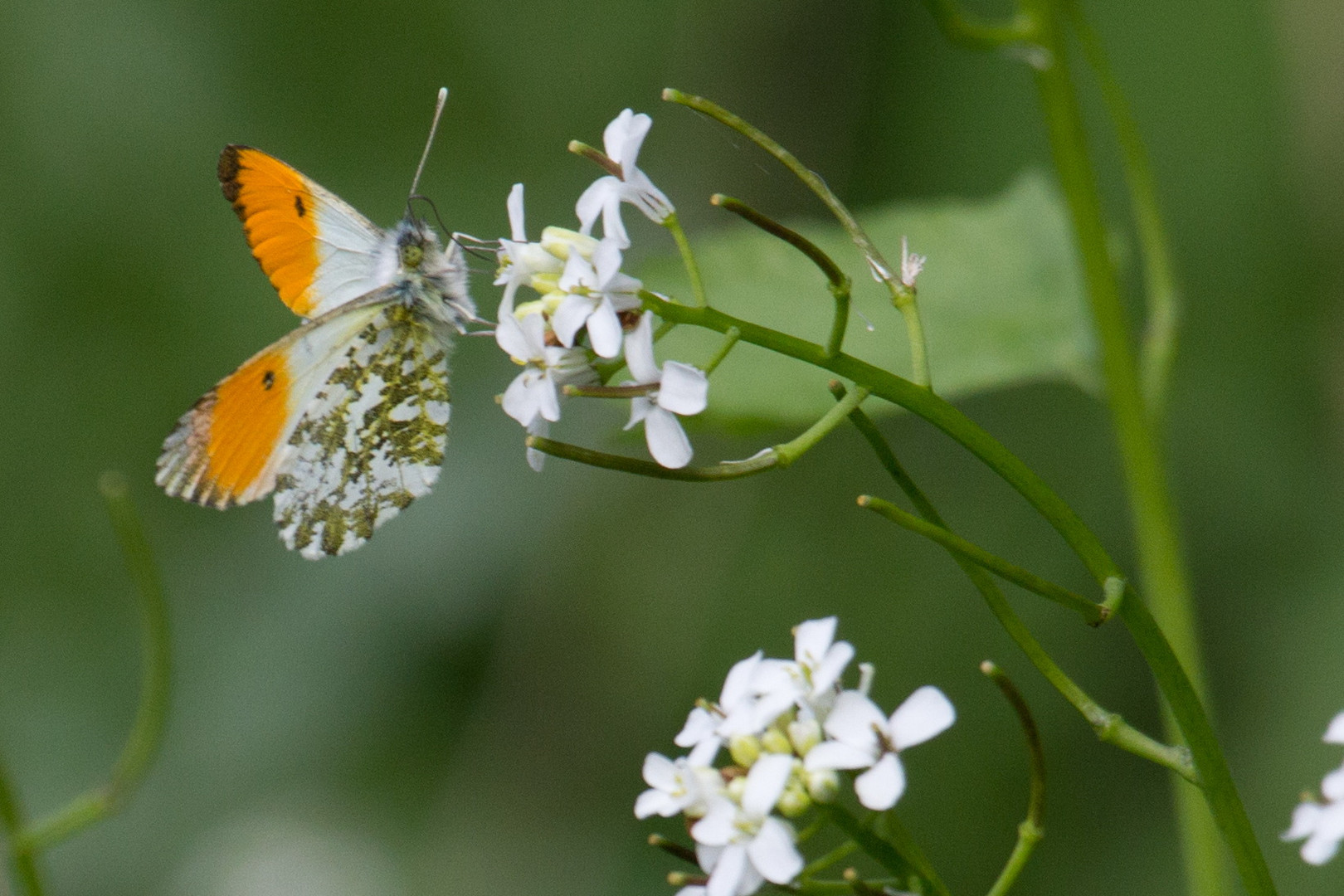 Schmetterling Meerbuscherwald