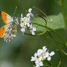 Schmetterling Meerbuscherwald