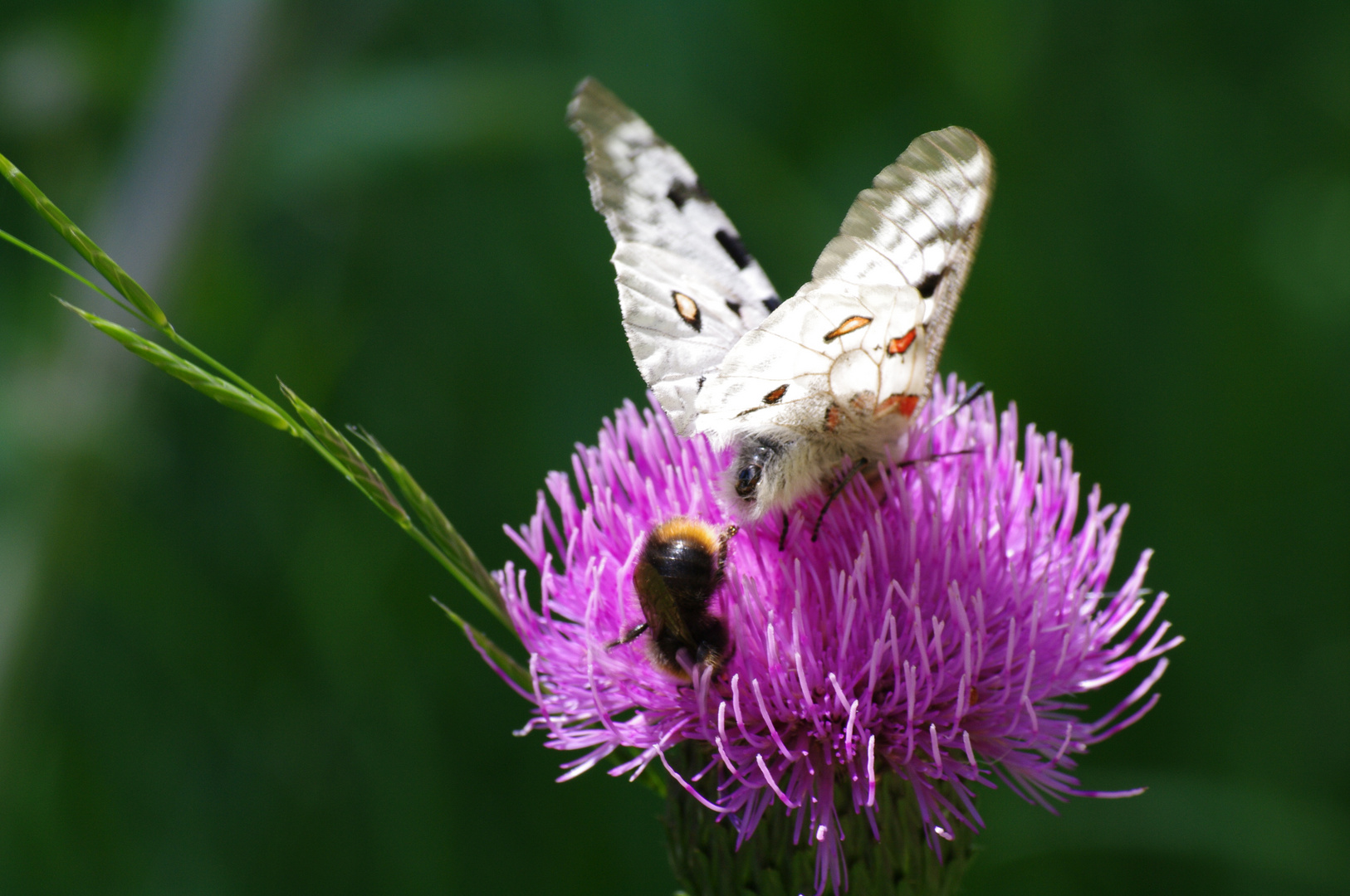 Schmetterling meets Hummel