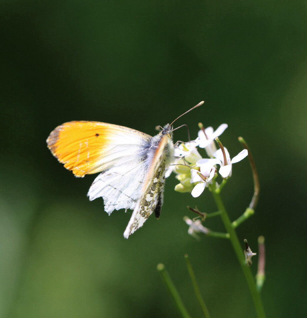 Schmetterling (mir unbekannter Art)