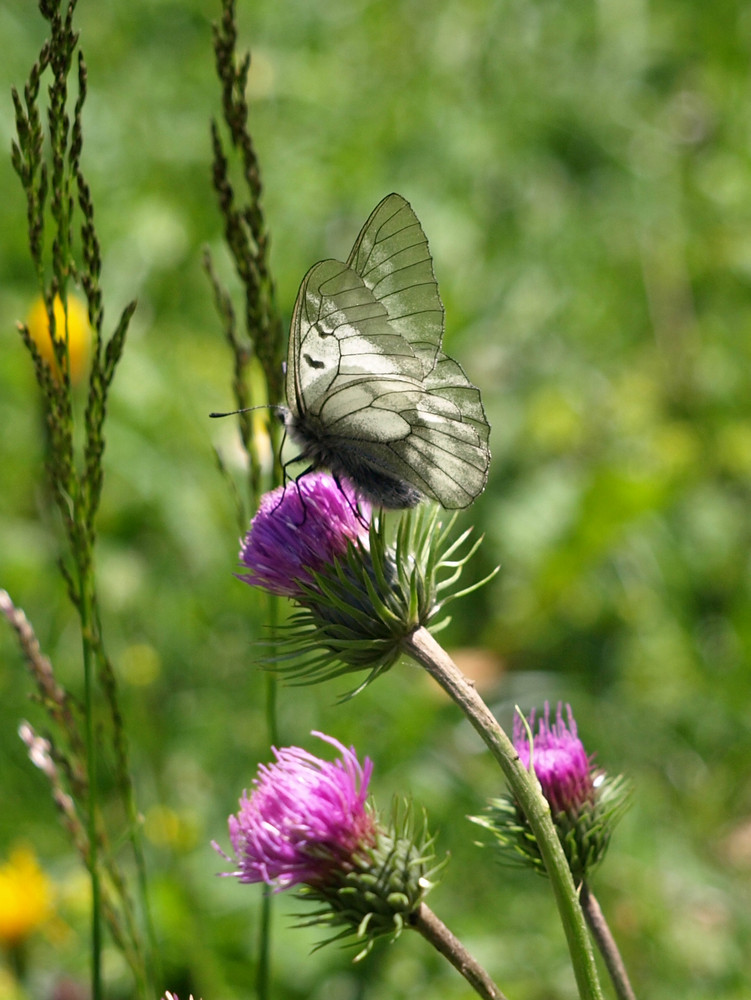 Schmetterling mit "abgegriffenen" Flügeln