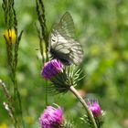 Schmetterling mit "abgegriffenen" Flügeln