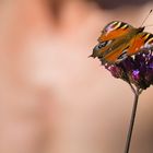 Schmetterling mit Akt