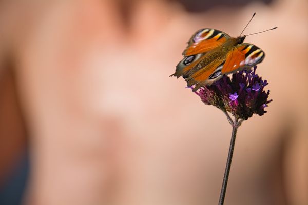 Schmetterling mit Akt