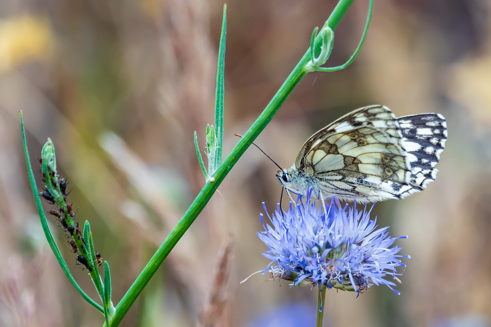 Schmetterling mit Ameisen in der Heide