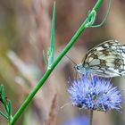 Schmetterling mit Ameisen in der Heide