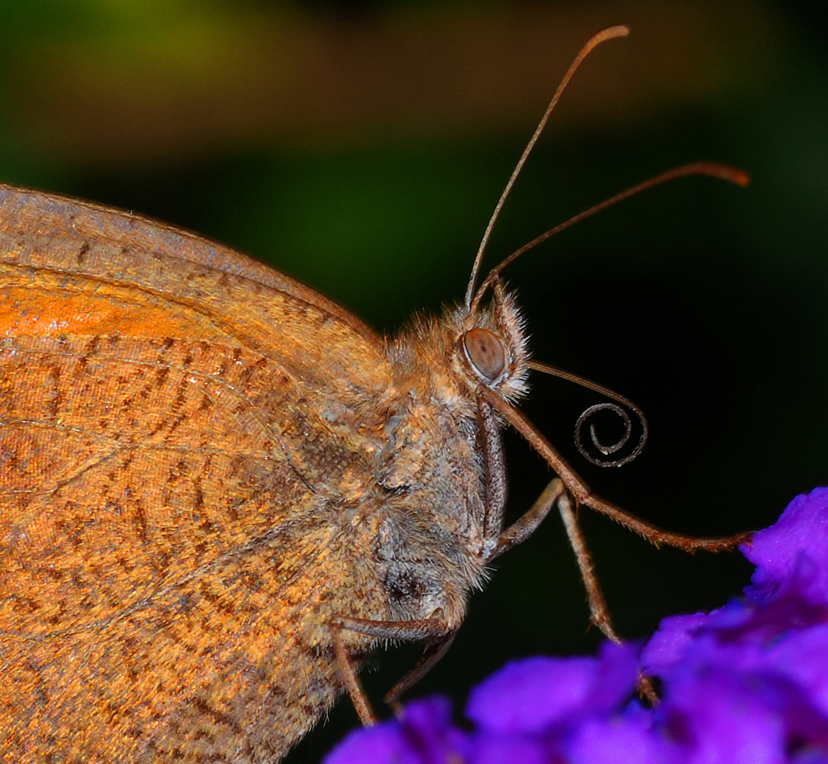 Schmetterling mit aufgerolltem Saugrüssel