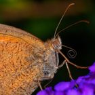 Schmetterling mit aufgerolltem Saugrüssel