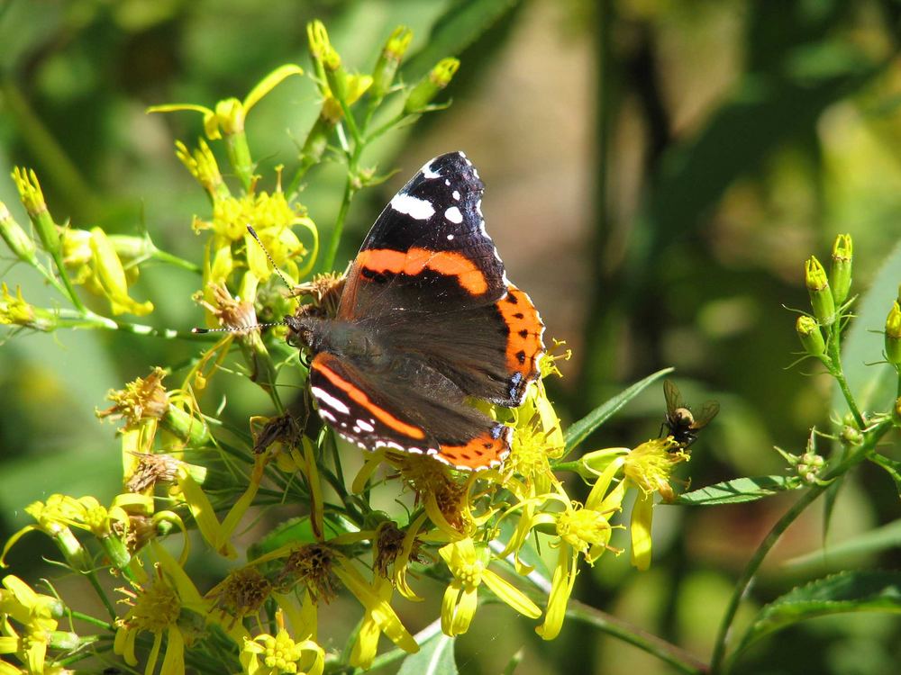 Schmetterling mit Biene