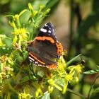 Schmetterling mit Biene