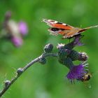 Schmetterling mit Biene