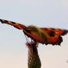 Schmetterling mit Blick in die Ferne