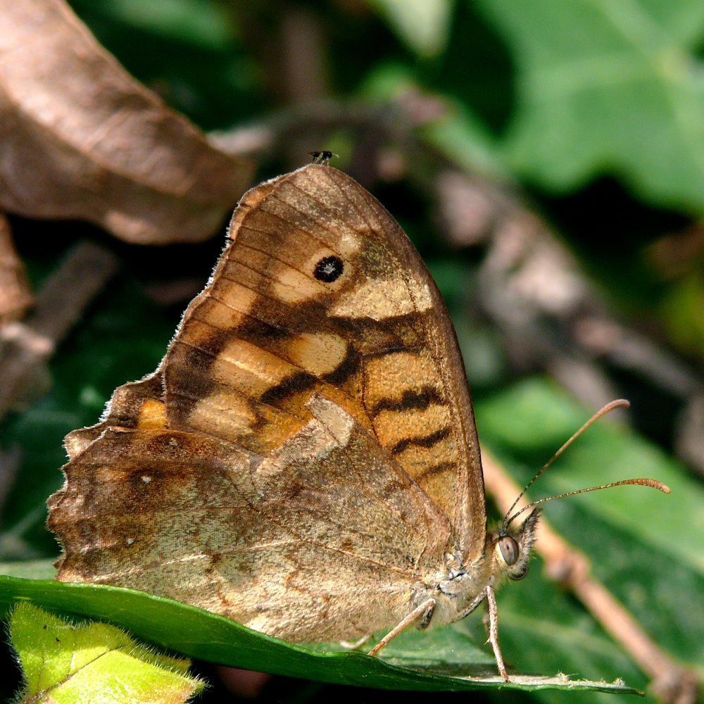 Schmetterling mit blindem Passagier