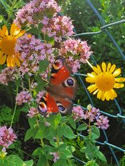 Schmetterling mit Blümchen