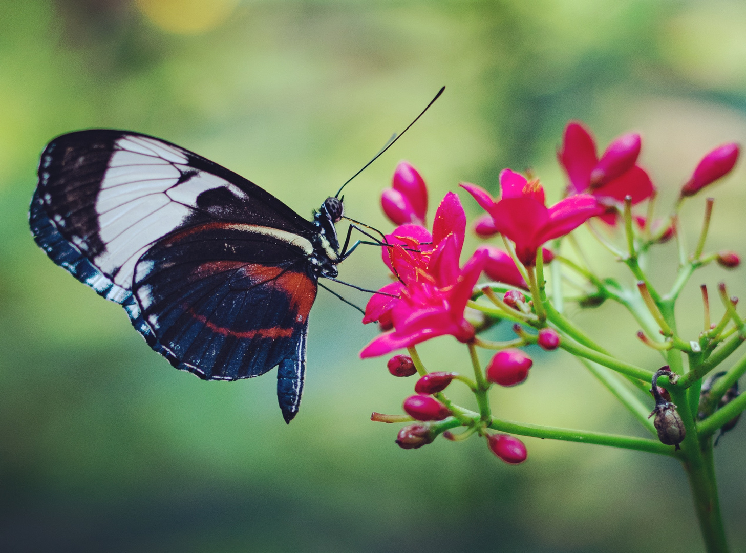 Schmetterling mit Blüte