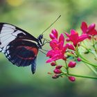 Schmetterling mit Blüte