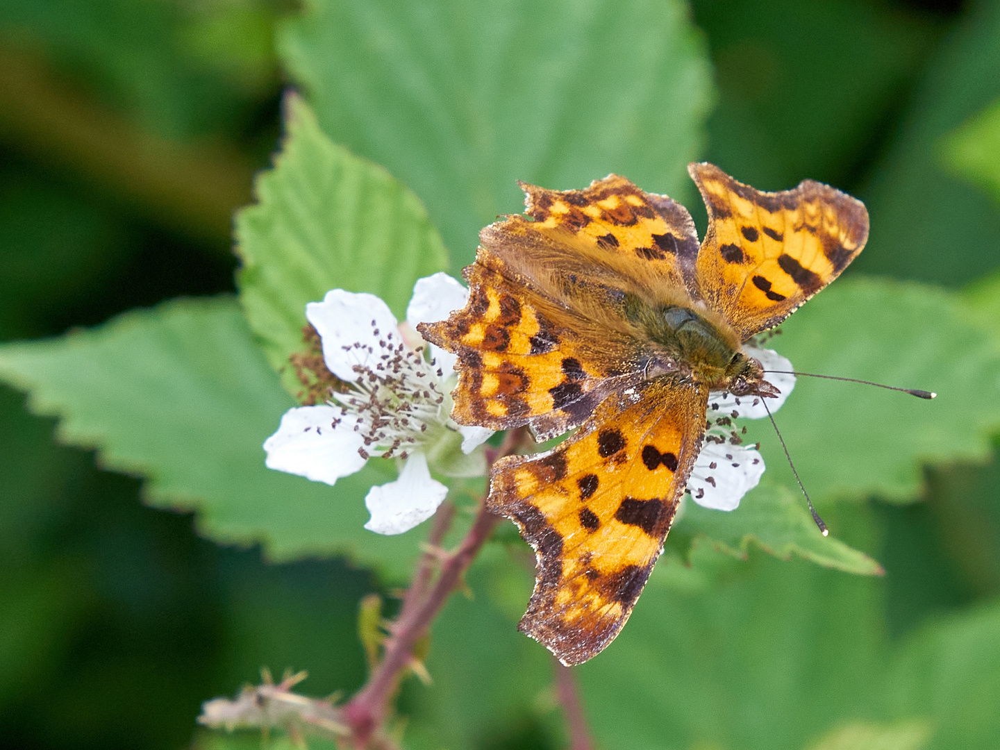 Schmetterling mit Blüte.