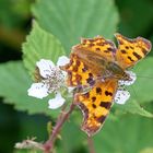 Schmetterling mit Blüte.