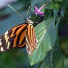 Schmetterling mit Blüte