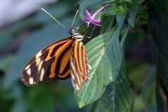 Schmetterling mit Blüte