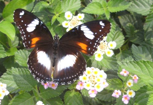 Schmetterling mit Blüten