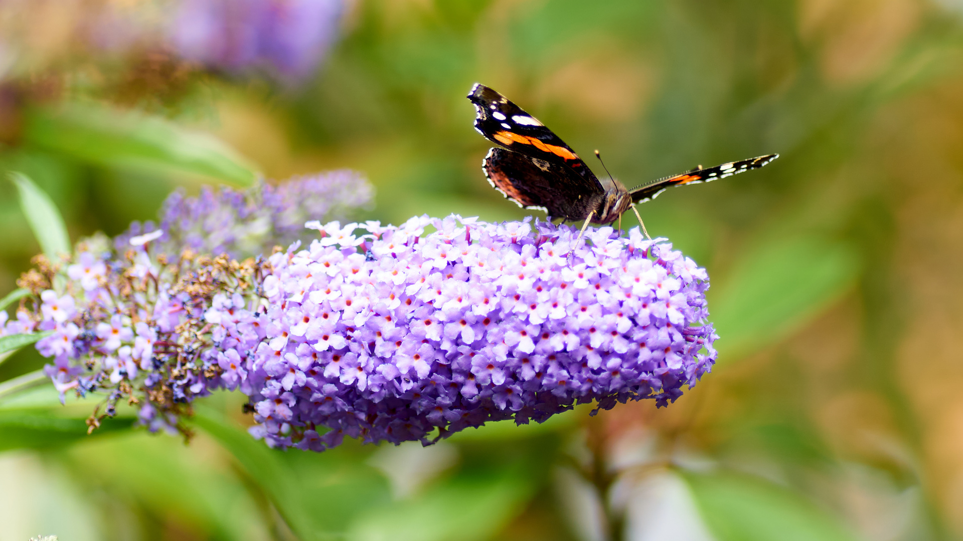 Schmetterling mit Blume