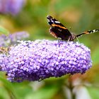 Schmetterling mit Blume