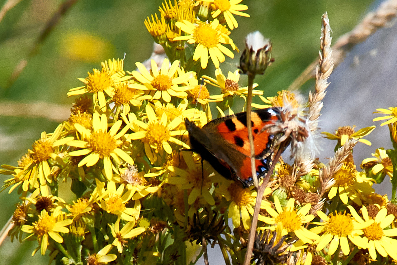 Schmetterling mit Blume