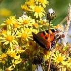 Schmetterling mit Blume