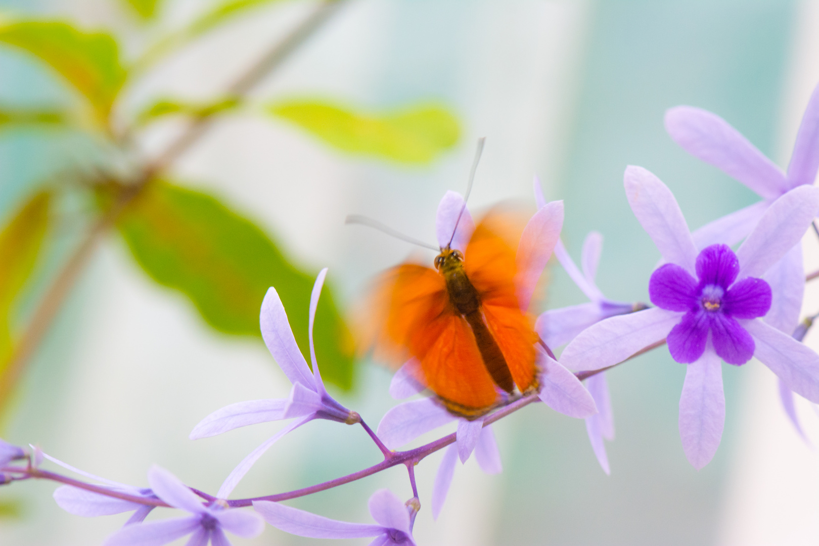 Schmetterling mit Blumenrispe