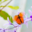 Schmetterling mit Blumenrispe