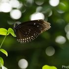 Schmetterling mit Bouketkreiseln