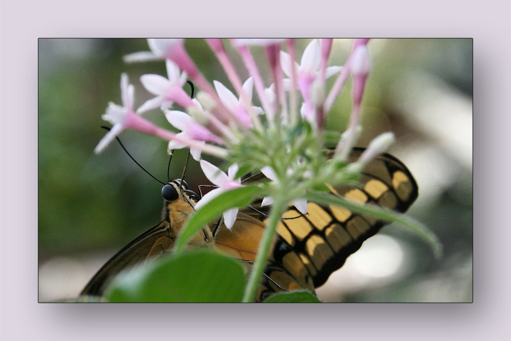 Schmetterling mit Durchblick