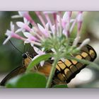 Schmetterling mit Durchblick