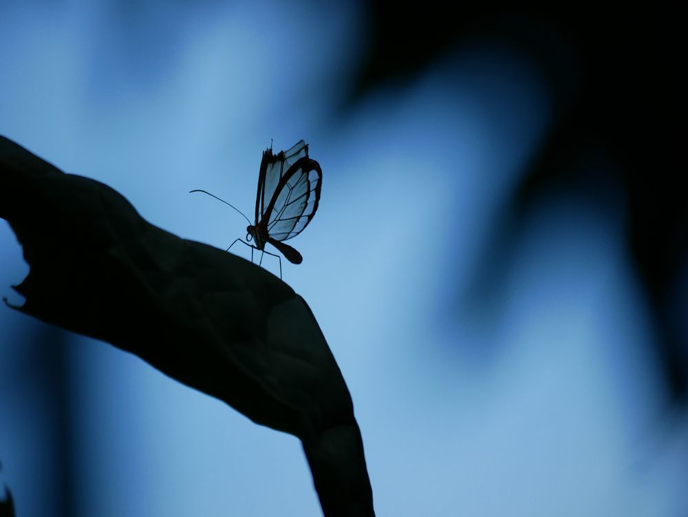 Schmetterling mit durchsichtigen Flügeln