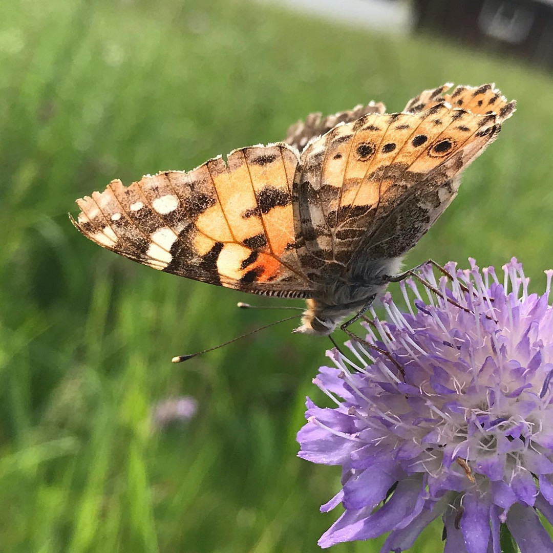 Schmetterling mit ein wenig Gegenlicht 