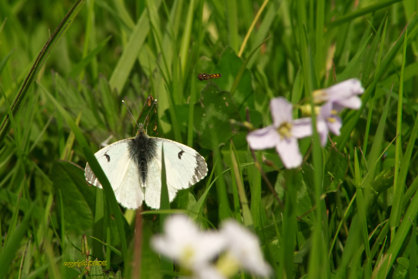 Schmetterling mit eine Biene?