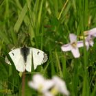 Schmetterling mit eine Biene?