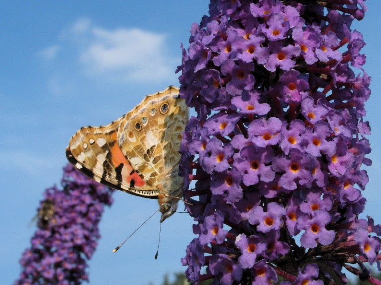 Schmetterling mit Fledermausgesicht