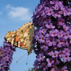 Schmetterling mit Fledermausgesicht