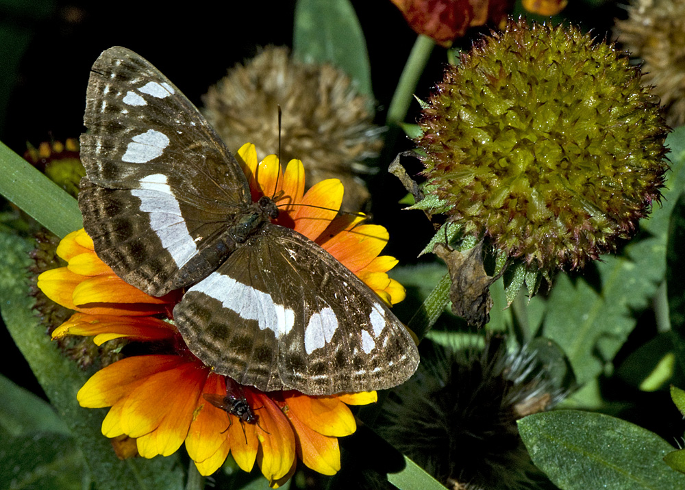 Schmetterling mit Fliege