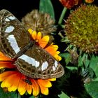 Schmetterling mit Fliege