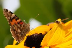 Schmetterling mit Fliege