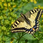 Schmetterling mit Freundin