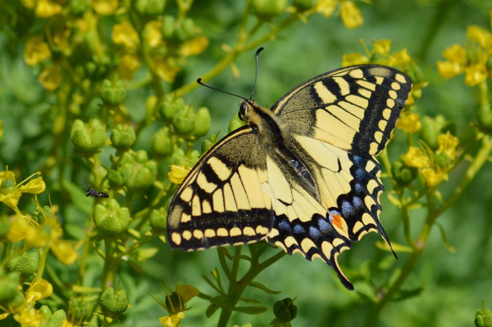 Schmetterling mit Freundin