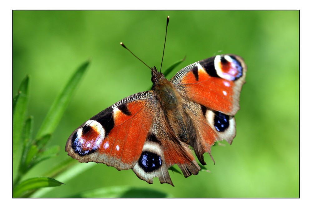 SChmetterling mit Gebrauchsspuren...