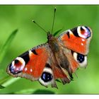 SChmetterling mit Gebrauchsspuren...