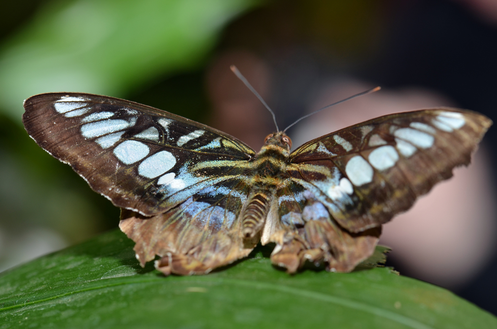 Schmetterling mit geöffneten Flügeln