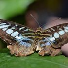 Schmetterling mit geöffneten Flügeln