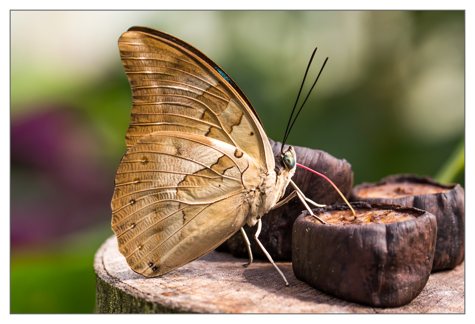 Schmetterling mit gutem Appetit.